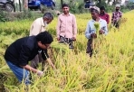 চলনবিলে ধান কাটলেন প্রতিমন্ত্রী জুনাইদ আহমেদ পলক, এমপি।