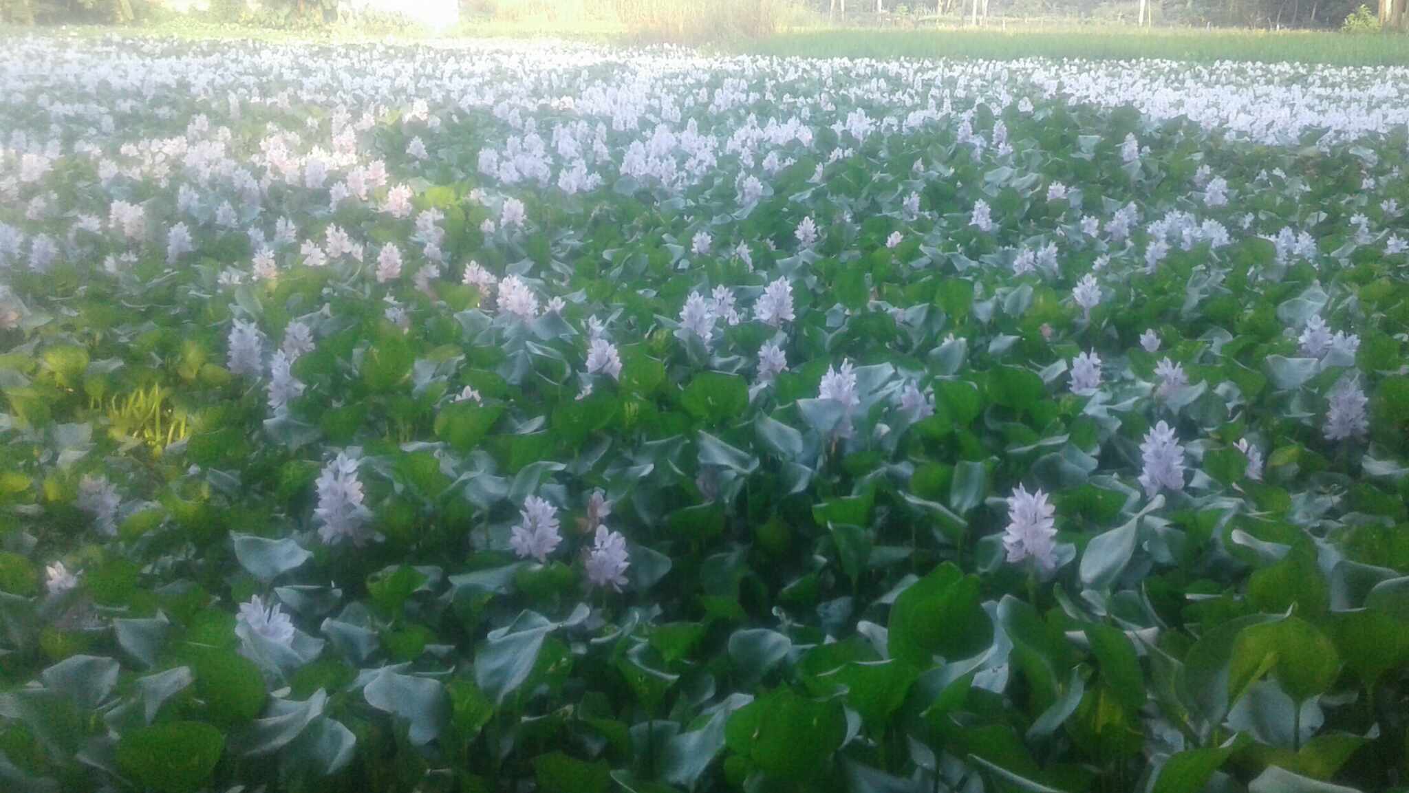 প্রকৃতি মেতেছে নতুন রূপে