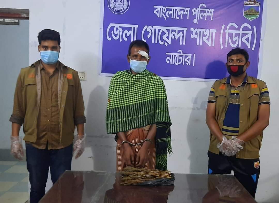 নাটোর জেলা গোয়েন্দা পুলিশের হাতে গাঁজা সহ  ১ জন আটক।
