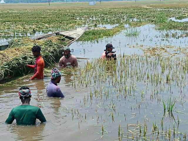 আকস্মিক বন্যায় চলনবিল প্লাবিত : ডুবে গেছে ধানক্ষেত