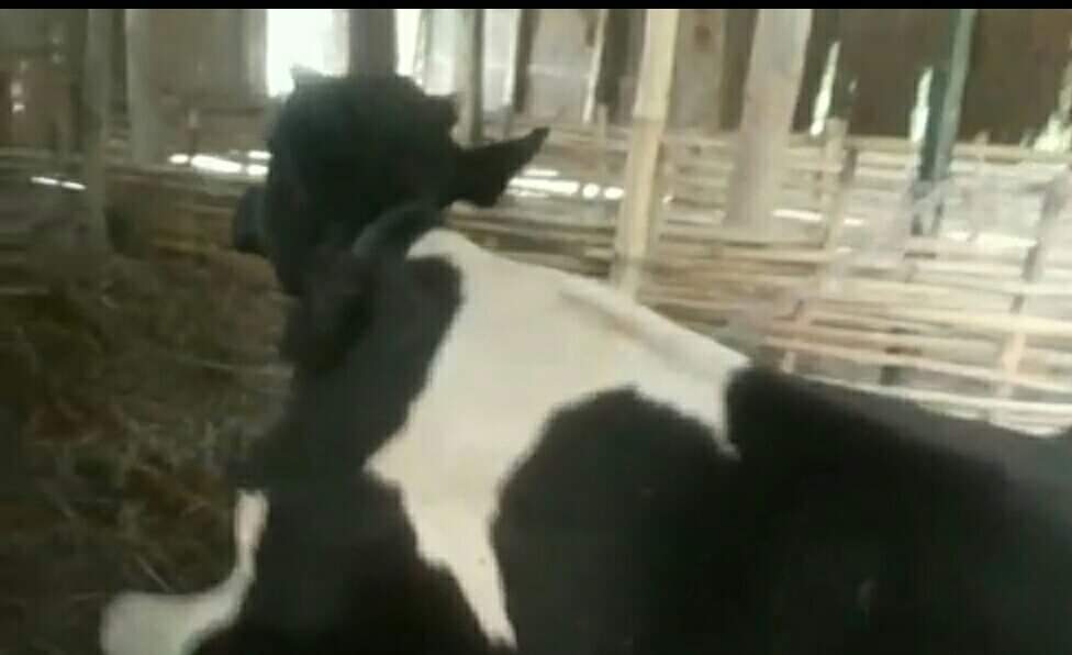 জাজিরায় অসুস্থ গরু বিক্রির অভিযোগ