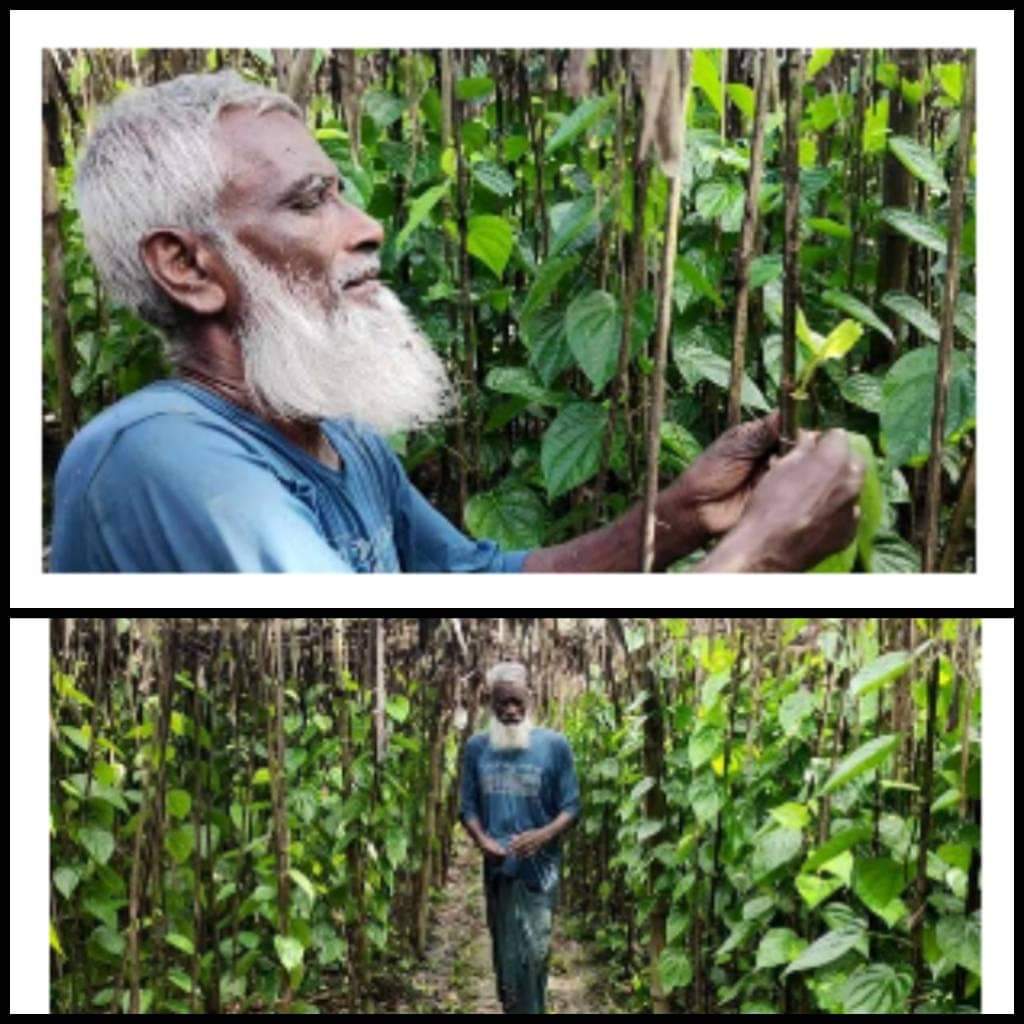শার্শায় পানের বরজের আর্থিক ক্ষতি কাটিয়ে উঠতে খেতে হচ্ছে হিমশিম।