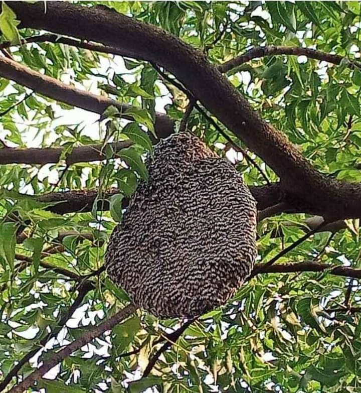 মৌচাককে নিয়ে কিছু অজানা তথ্য, যা আপনি জানলে মাথা ঘুরবে।