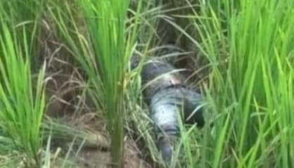 গাজীপুর মহানগরের ভাওয়াল জাতীয় উদ্যান এলাকা থেকে অজ্ঞাত যুবকের মরদেহ উদ্ধার