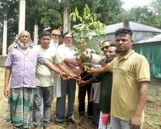 সলঙ্গার বওলাতলা পল্লী উন্নয়ন সমিতির বৃক্ষরোপণ