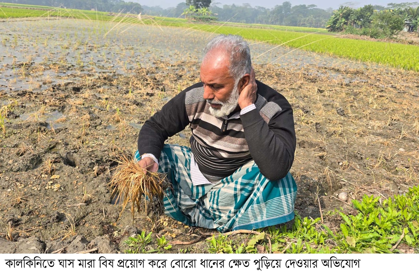 কালকিনিতে ধানের সাথে এ কেমন শত্রুতা!