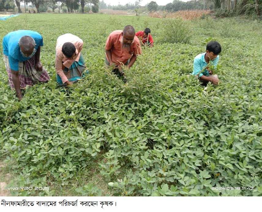 নীলফামারীতে বাড়ছে লাভজনক ফসল বাদাম চাষ