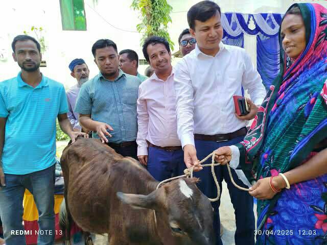 তাড়াশে ক্ষুদ্র নৃ-গোষ্ঠিদের মাঝে বকনা গরু বিতরণ।