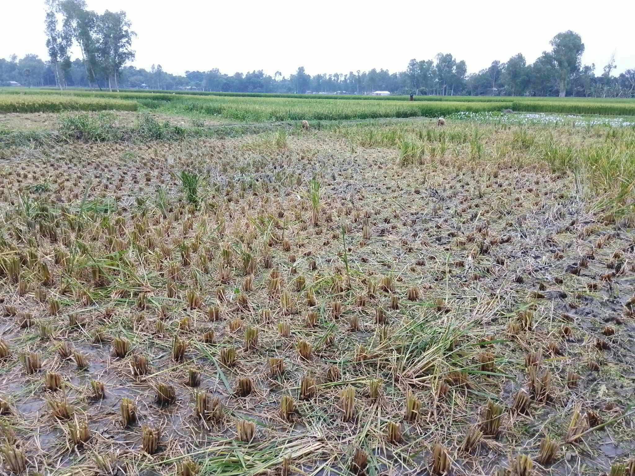 রায়গঞ্জে রাতের আধারে কৃষকের কাঁচা ধান কাটার অভিযোগ