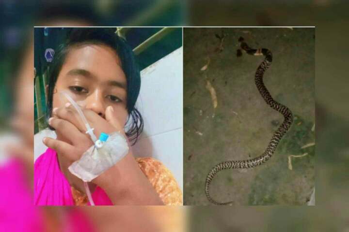 তাড়াশে সাপ কামড় দেয়ার পর সাপকে নিয়ে টিকটক।