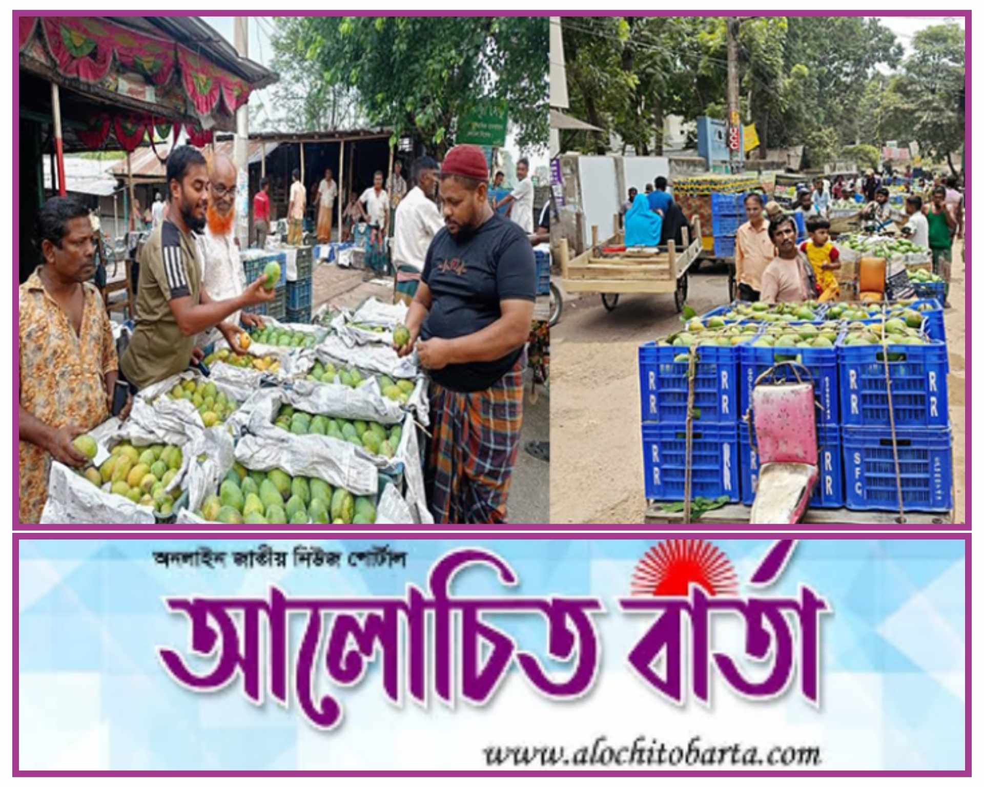 যশোর শার্শা বেলতলা আম বাজারে প্রতিদিন ৬ কোটি টাকার আম বিক্রি  আম চাষীদের মুখে হাসি