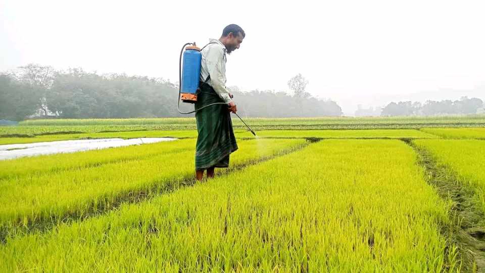 নীলফামারীতে শীত ও কুয়াশায় নষ্ট হচ্ছে বোরো ধানের বীজতলা