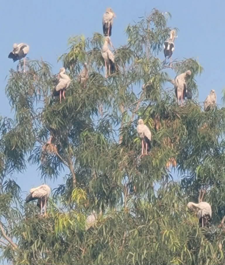 সলঙ্গায় শীতে অতিথি পাখির কলতানি
