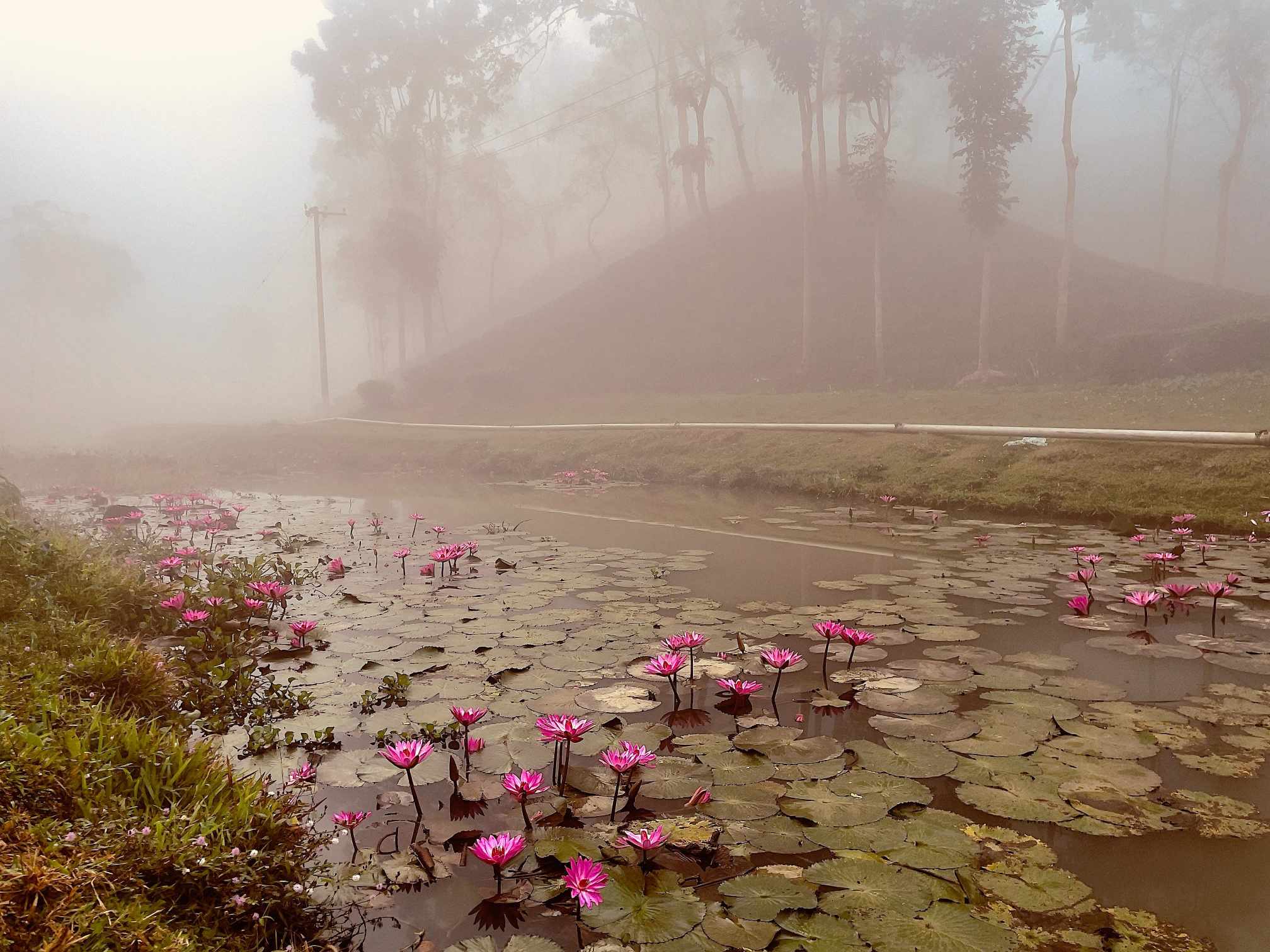 তীব্র শীতে কাপছে মৌলভীবাজার