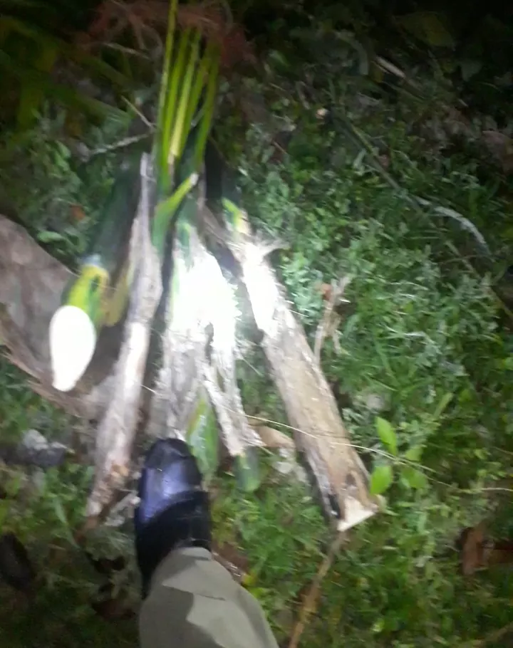 বোরহানউদ্দিনে  জমির বিরোধে সুপারি গাছ কর্তন।