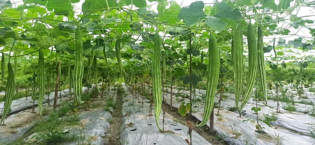 শরীয়তপুর জাজিরায় মালচিং পেপার পদ্ধতিতেসবজি চাষে বিপ্লব।