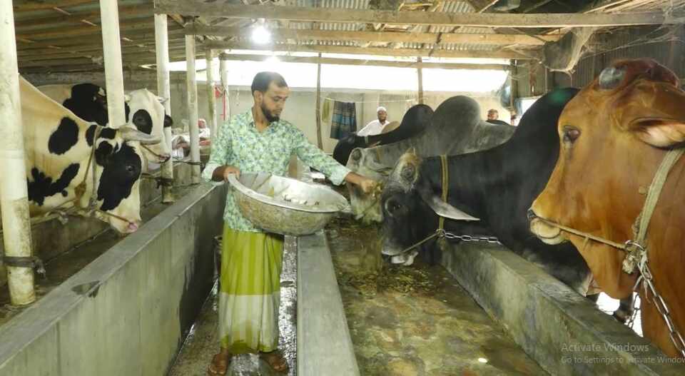 সিরাজগঞ্জে কোরবানির জন্য প্রস্তুত সাড়ে ৬ লাখ পশু