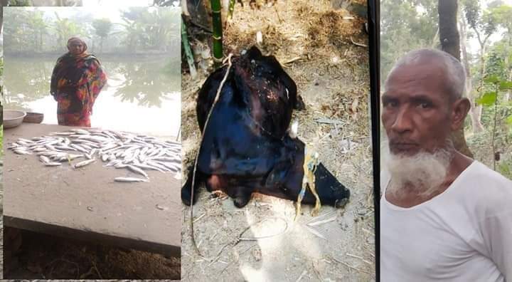 ঝিকরগাছার শংকপুরে মুক্তিযোদ্ধার পুকুরে বিষ প্রয়োগ, মাছ নিধন।