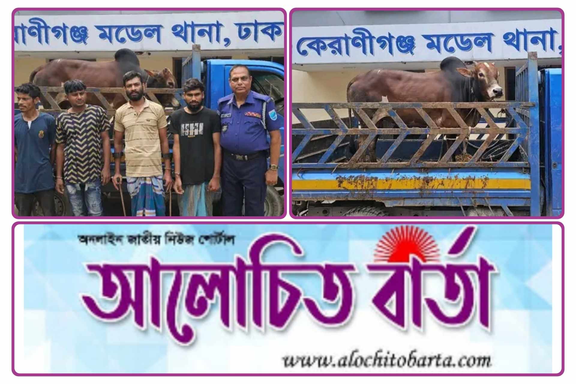২৪ ঘন্টার মধ্যে কেরাণীগঞ্জ মডেল থানা কর্তৃক ডাকাতি হওয়া ০১ টি গরু ও পিকআপসহ ৪ জন ডাকাত আটক।