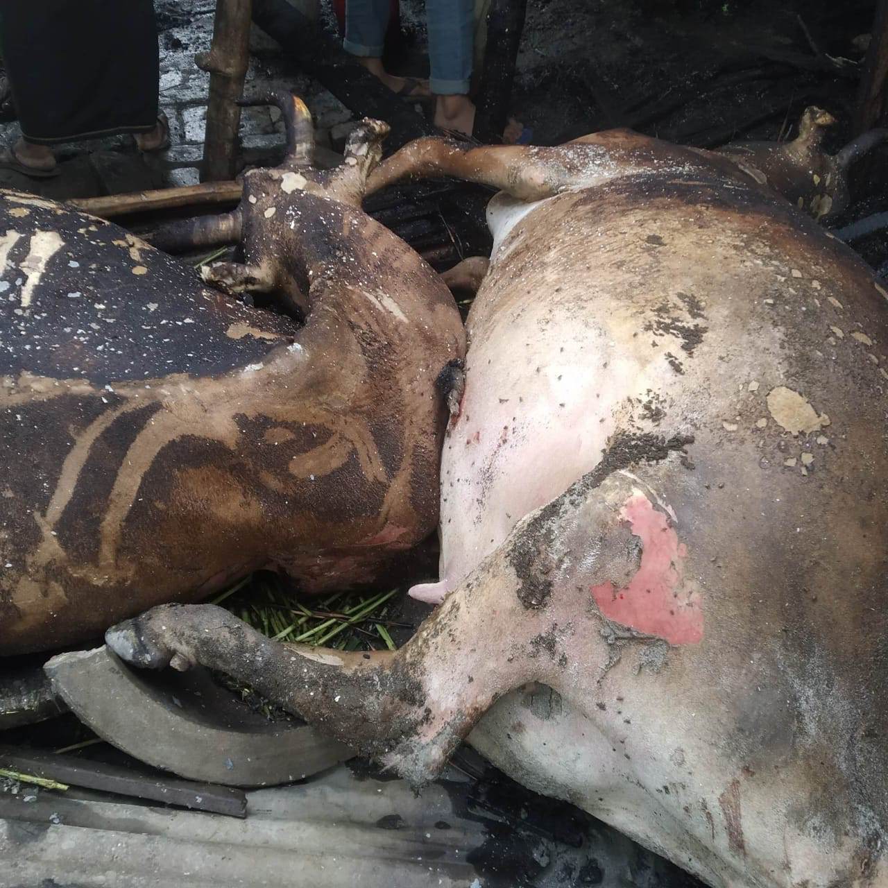 উল্লাপাড়ায় বজ্রপাতে মরলো এক কৃষকের ৫ টি গরু