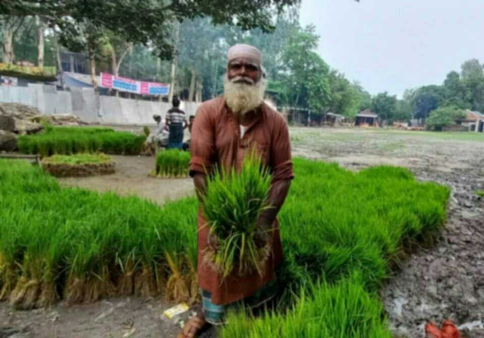 সলঙ্গায় রোপা আমনের চারা বিক্রির ধুম ।