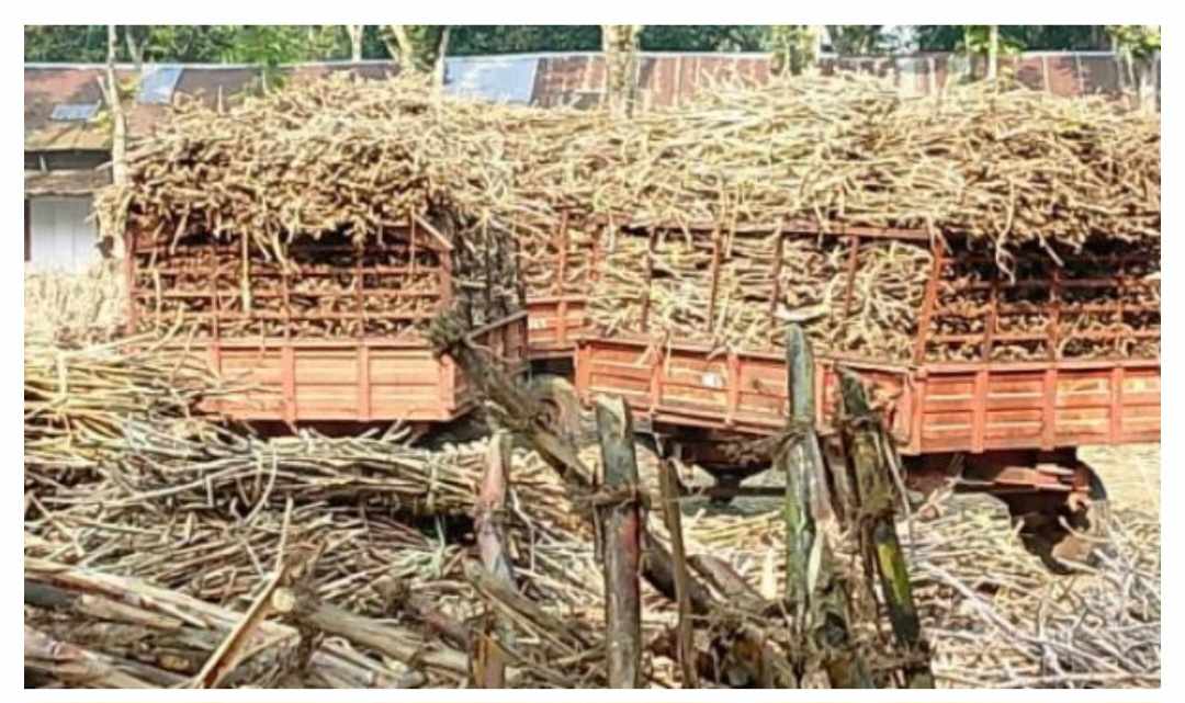 ছাত্র-ছাত্রীর কথা না ভেবে করা হয়েছে কলেজ মাঠ আখ ক্রয় কেন্দ্র
