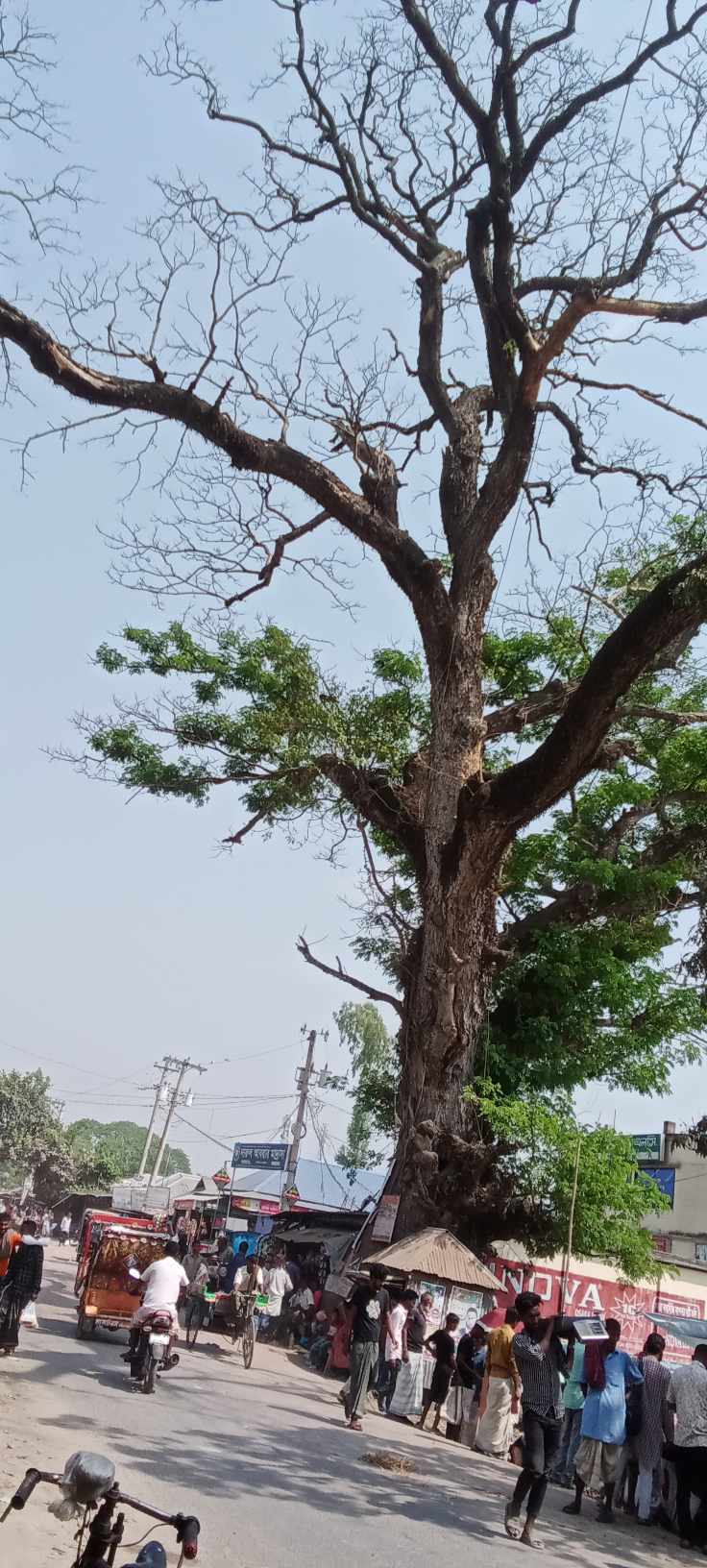 রায়গঞ্জের হাটপাঙ্গাসীতে মরা গাছের নিচে দোকান পাট : দূর্ঘটনার আশংকা