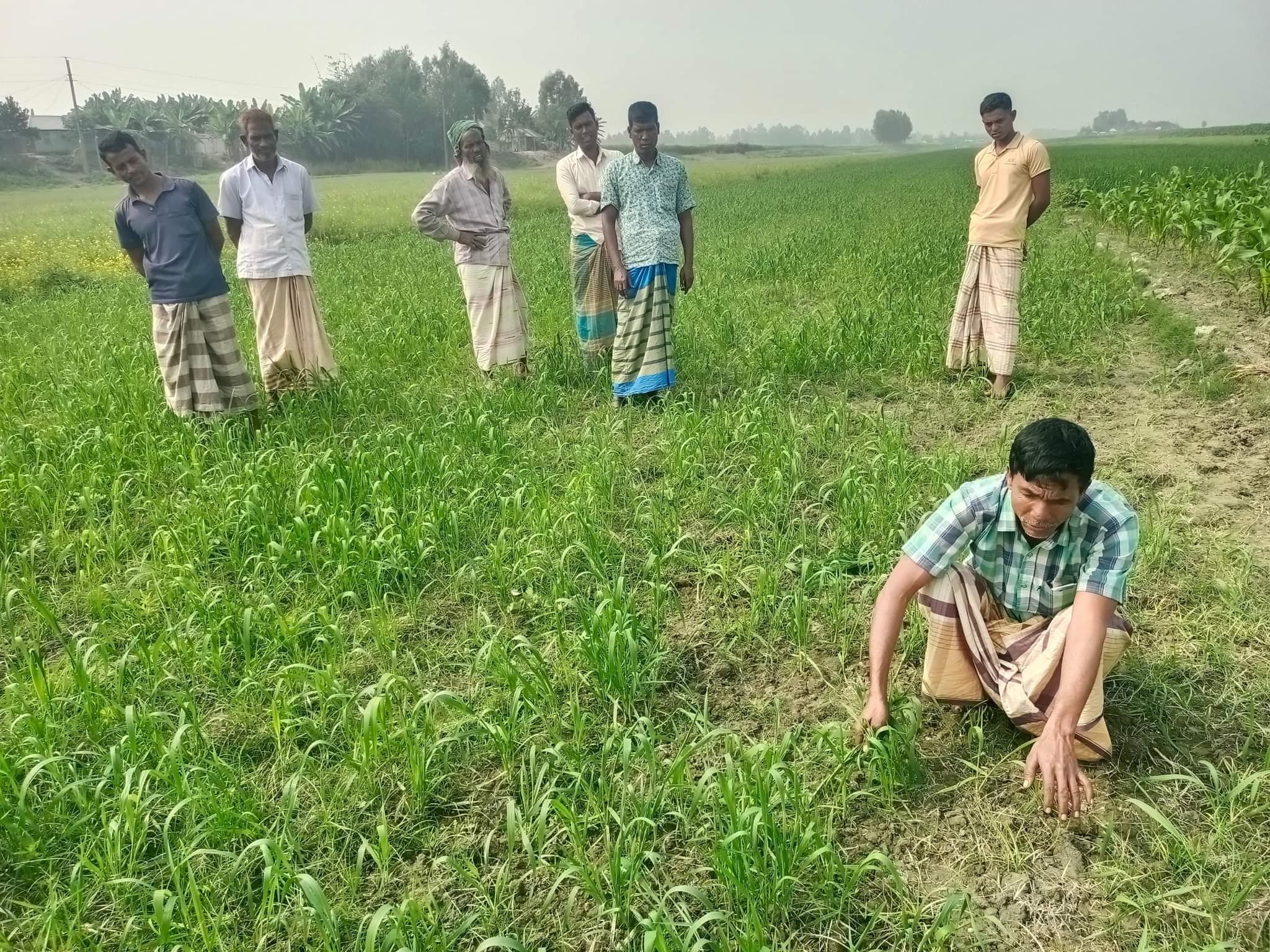 সিরাজগঞ্জে বিষ স্প্রে করে   কৃষকের জমির গমক্ষেত নষ্ট